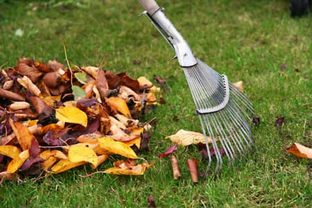 Fall & Spring Cleanup